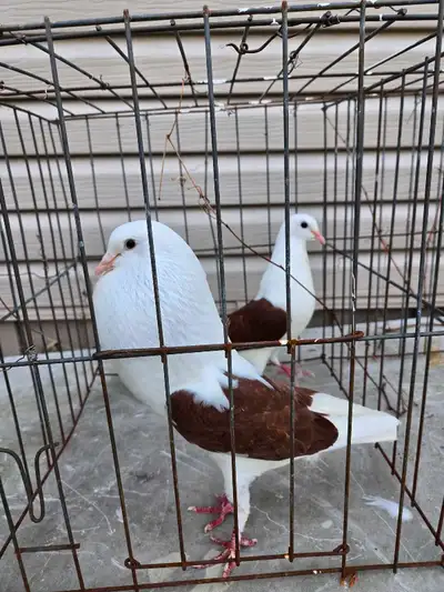 voorburg shield chopper pigeons, View more
