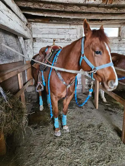 paint gelding, View more