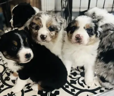 Australian Shepherd Puppies, View more