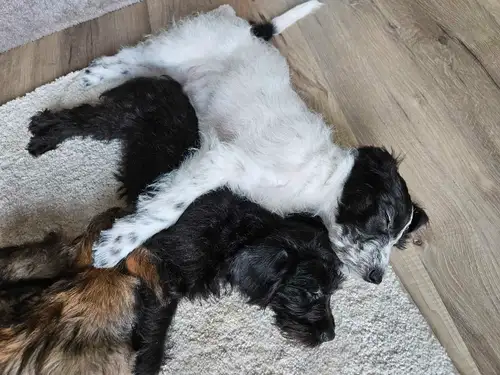 These 2.5 month old Schnauzer Schnoodles have had their first set of shots, deworming and come with...