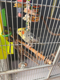 Cockatiel with Cage