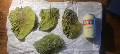 10 leaves for $5 ( 0.50 cent each) -Collected from Mediterranean Region pesticide,chemical,fertilize...