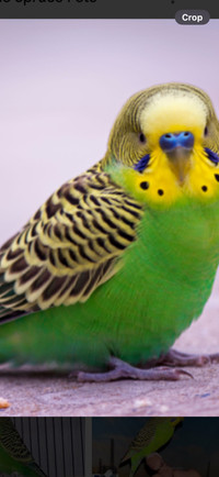 Green male budgie 