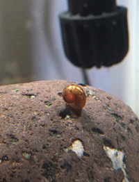Quality Ramshorn snails for sale!! ($2 for 10 snails)