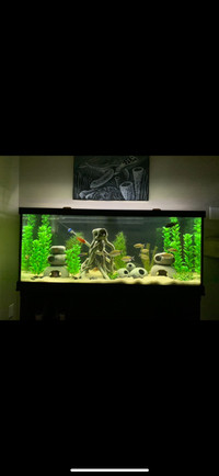 75 Gallon Fish Tank/ Aquarium with Stand 