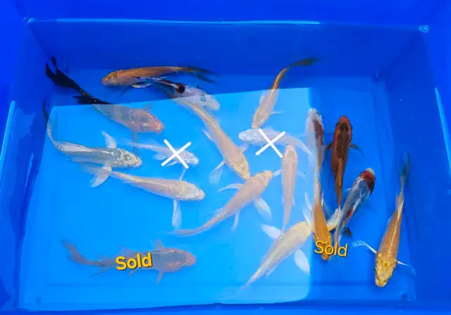 Small Butterfly Koi Fish in Fish for Rehoming in Markham / York Region - Image 5