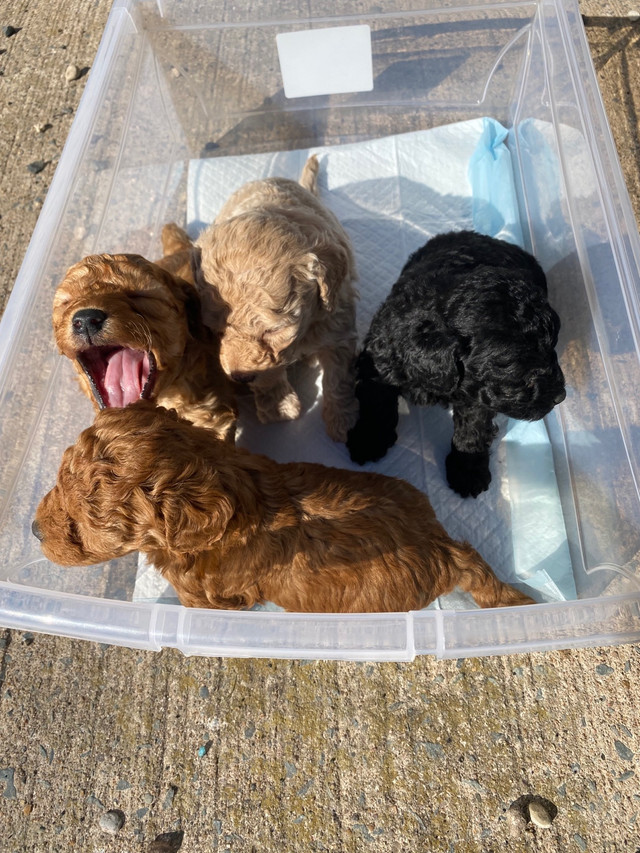 (2 Boys Left) Mini GoldenDoodles  (Ready May 23rd) in Dogs & Puppies for Rehoming in City of Halifax