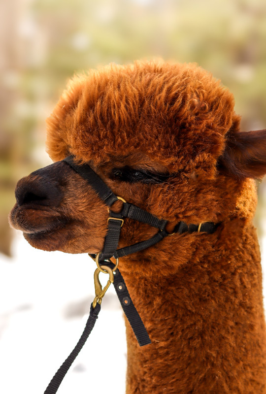 Purbred Registered Alpaca available for Stud in Livestock in Sault Ste. Marie - Image 2
