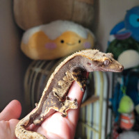 Male crested gecko - Chucky