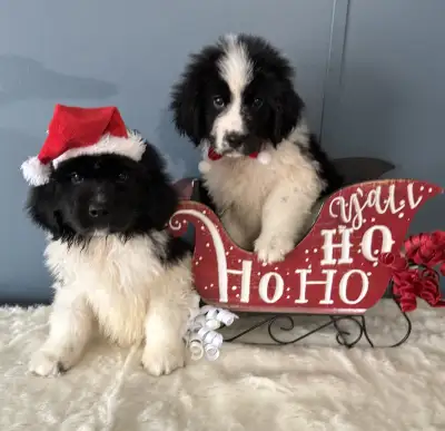 Newfoundland puppies, View more