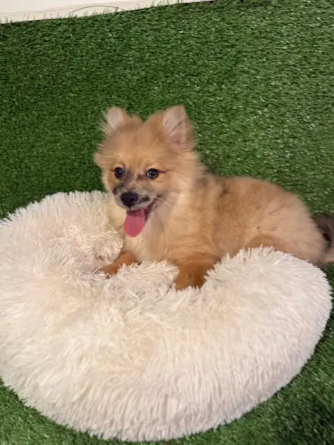 Chiot pomsky  male(438-861-7006) in Dogs & Puppies for Rehoming in City of Montréal - Image 2