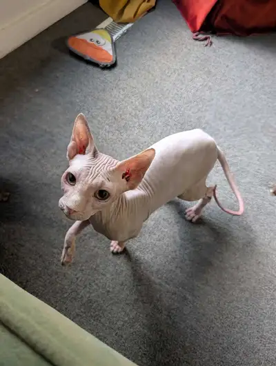 Sphynx Kitten – 6 Months Old, View more