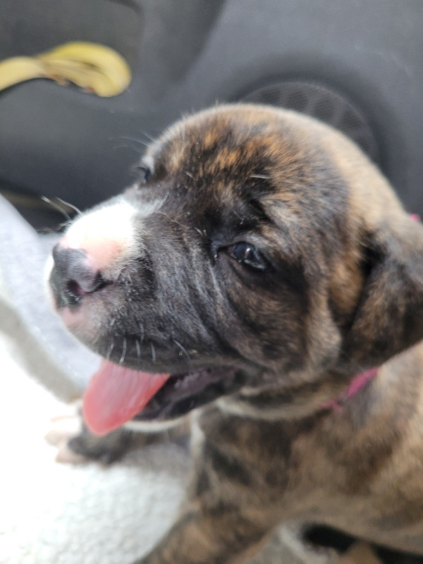 Lab/boxer black puppy left Dogs & Puppies for Rehoming ChathamKent