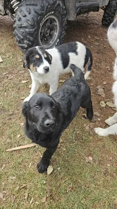 Puppies- 2 Boys Left!, View more