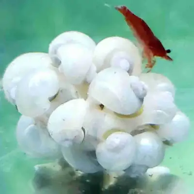 Ivory mystery snail babies , View more