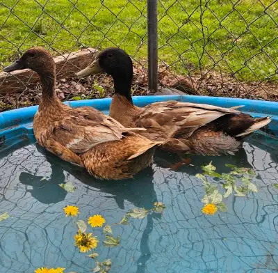 Ducklings available this spring or hatching eggs, View more