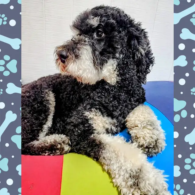 Mini bernedooodles in Dogs & Puppies for Rehoming in Vancouver - Image 8