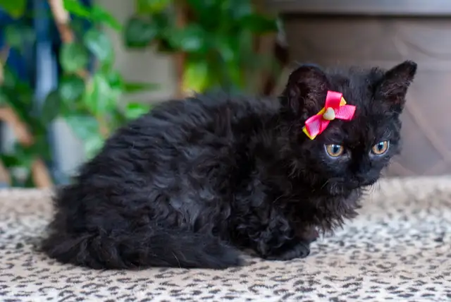 Chaton Lambkin ( Munchkin X Selkirk Rex ) in Cats & Kittens for Rehoming in City of Montréal - Image 4
