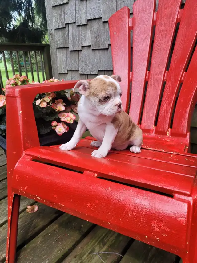 Boston terrier puppies  in Dogs & Puppies for Rehoming in Stratford - Image 9