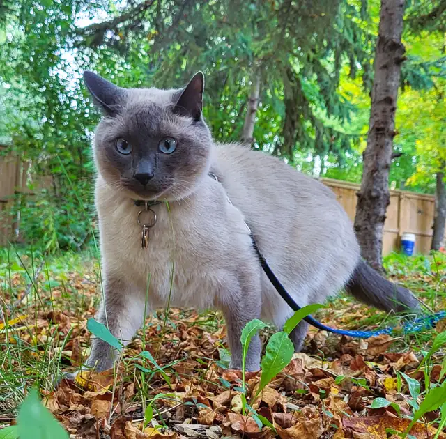 Rehoming 5.5 Year Old Male Siamese/Russian Blue in Cats & Kittens for Rehoming in Winnipeg - Image 4