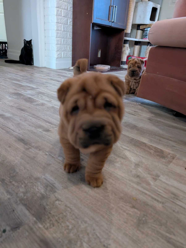Shar Pei puppy for sale in Dogs & Puppies for Rehoming in North Bay
