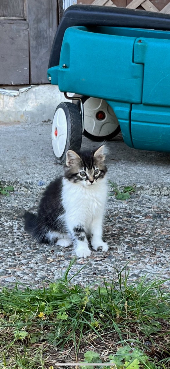 Female Maine Coon/Siberian Kitten Cats & Kittens for Rehoming Delta