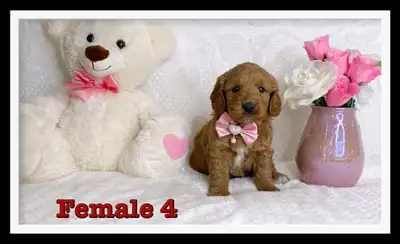 Mini-GoldenDoodle F1 Puppies, View more