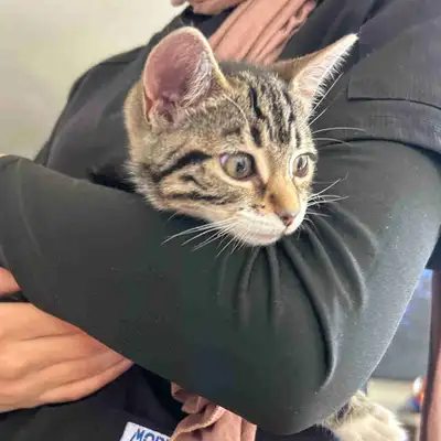 Baby cat , View more