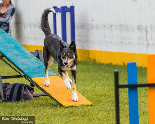 Dog Agility for Beginners in Animal & Pet Services in Edmonton - Image 4