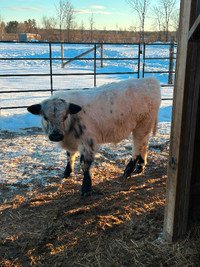 Registered Speckle Park Bull Calf