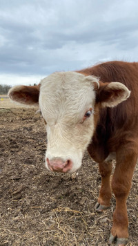 ISO feeder calves 