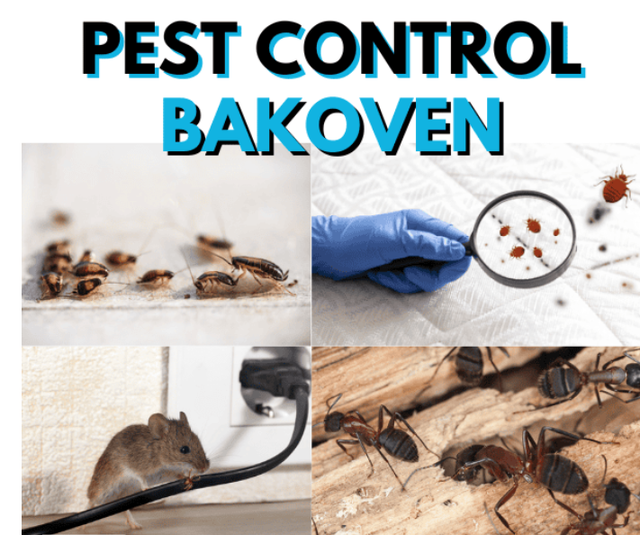 Pest Control support – Mice, Rats, Bed Bugs, Roaches64667464397699122