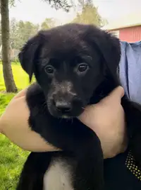 Lab / Collie Puppies - Ready Now
