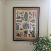 Cadre mural avec affiche botanique (cactus)