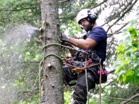 Spring  Tree Removal Markham / York Region Toronto (GTA) Preview