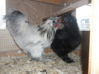 Silkie chickens and Serama Banties For sale