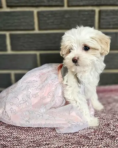 MaltiPoo Pups, View more