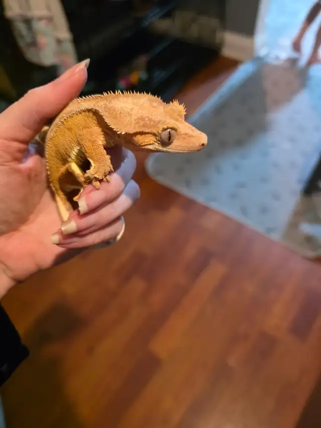 WANT GONE ASAP FEMALE  CRESTED GECKO in Reptiles & Amphibians for Rehoming in Windsor Region - Image 3