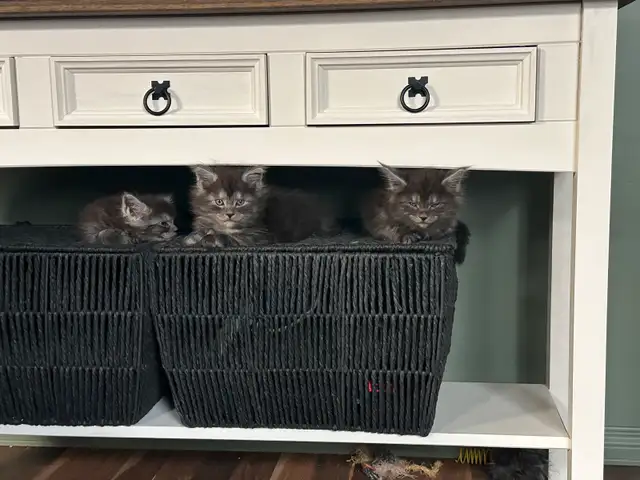 TICA registered Blue female Maine coon