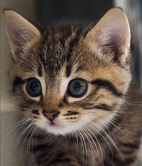 cuddly kittens for sweet family