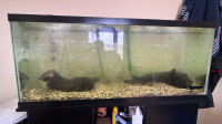 55 gallon fish tank with stand 