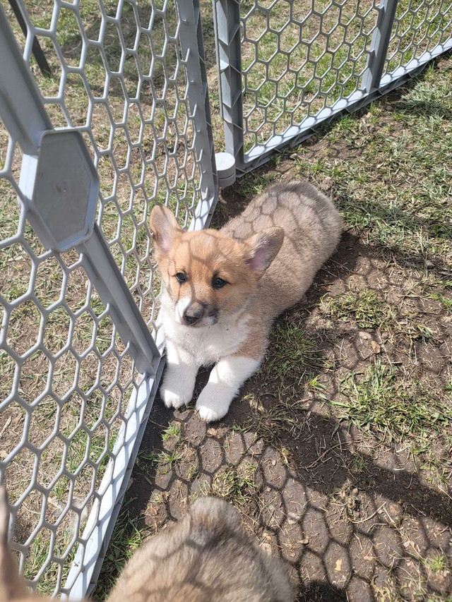 Corgi babies in Dogs & Puppies for Rehoming in Swift Current