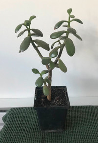 (#5) JADE Plant healthy growth home decor gift giving 33cm x 23c