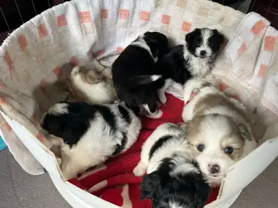 chiots Bichon x berger australien miniature , View more