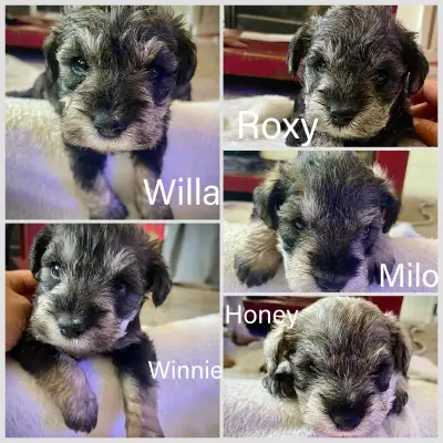 Mini Schnauzer Puppies ( 4 girls, one boy) , View more