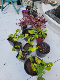 Multiple kinds of indoor healthy plants for sale from $5-$30