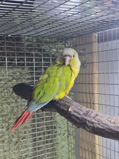 This 1 MALE Pineapple Lemon Conure is a beautiful and colourful bird, perfect for a loving home, wit...