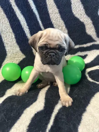 Bébé Pug prêt pour leur nouvelle famille !!!, View more