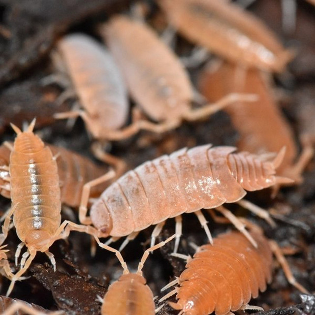 Orange Powder Isopods in Other Pets for Rehoming in Kelowna