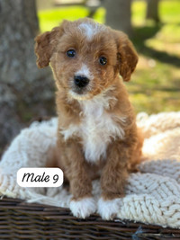 Mini Goldendoodle Puppies For Sale 